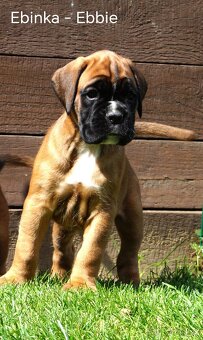 Nemecký boxer šteniatka - 10