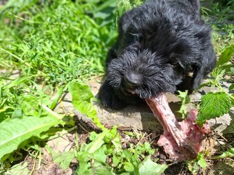 Knírač velký černý s PP - 10