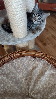 Britská koťátka whiskas s PP - 10