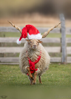 🏠 Prodáme černého berana spolu s nepříbuznou ovcí 🏠 - 10