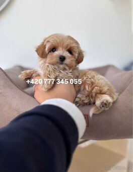 Maltipoo F1 caramel 3 měsíce 1500€‼️ Mimi - 10