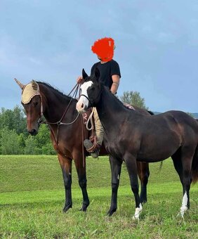 Paint horse žrebec - 10