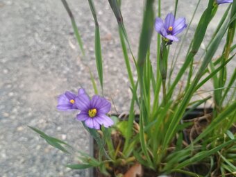 Trvalky a skalničky - 10