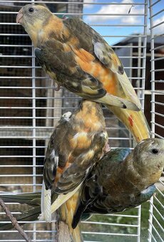 Letošní odchovy - 10