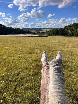 Ustájení koní - Plzeň - jih - 10