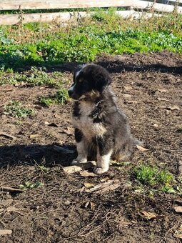 Australský ovčák –  poslední krasavec k odběru - 10