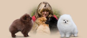 POMERANIAN S PP FCI - ch.s. z Malebného povltaví - 10