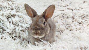 Zakrslý beránek,králíček,králík -(REX)-DIANA - 10
