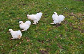 Násadová vejce: Ayam Cemani, Wyandotka, Hedvábnička - 10