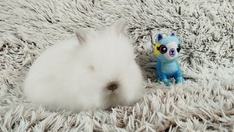 Zakrslý králík, králíček -(TEDDY)-HERBERT - 10
