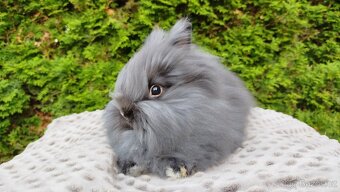 Zakrslý králík, králíček -(TEDDY)-OLAF A OLINA - 10