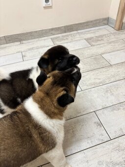 Americká akita - štěňata - 10