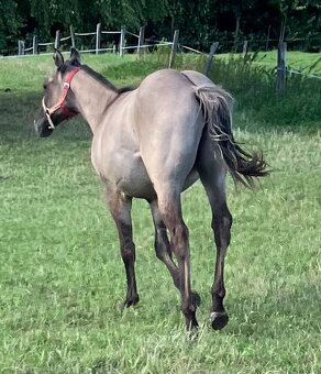 Roční grullo valach Quarter Horse - 10