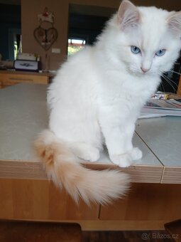 Ragdoll koťátka s PP - 10