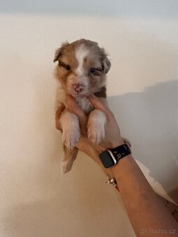 Australský ovčák štěňátka - 10