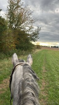 Teplokrevny valach 5 let - 10