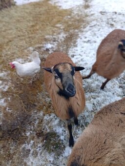 Kamerunská ovce - 10