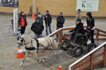 Prodej sportovního pony S - 10
