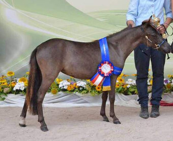 Americký miniaturní kůň , AMHA -minihorse - 10
