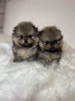 Pomeranian s PP FCI - nádherná štěňátka - 10