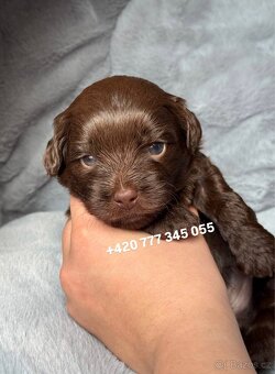 Maltipoo F1 Chocolate, 2,5 měsíce male boy - 10