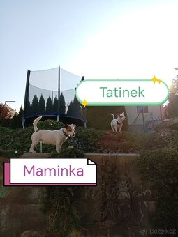 Jack russel teriér - 10