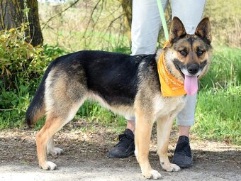 JULLY K ADOPCI - krásná mladá přátelská NO - 10