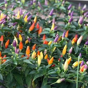 Sazenice chilli různých druhů - 10