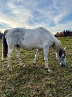 Dobrý menší koník - větší pony valach - 10