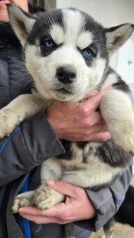 Štěňata Sibiřský husky - 10