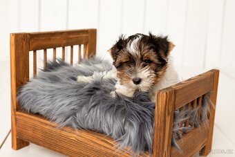 Biewer a Biro Yorkshire Terrier s PP, Jorkšír terier s PP - 10