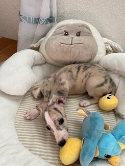 Whippet / vipet s PP FCI - 10