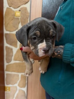American Bully s PP ABKC - 10