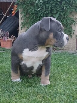 American bully - 10