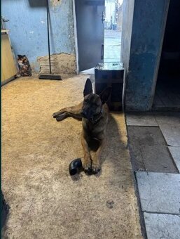 Belgický ovčák Malinois - 10