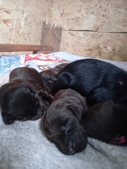 FLAT coated retriever -Černí kluci ť s PP - 10
