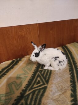 Králík zakrslý - 10