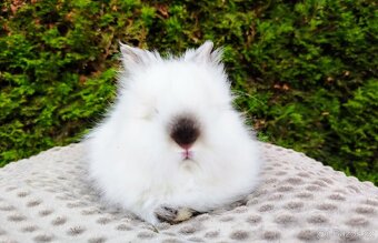 Zakrslý králík, králíček -(TEDDY)-ONDŘEJ A OTA - 10