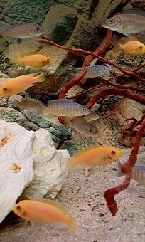 Tlamovci Malawi - 10