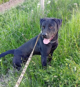 ÁRON K ADOPCI - přátelský akční parťák - 10