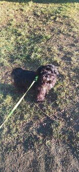 Havanský psík - 10