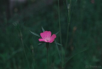 Canon AE-1 Program set - 10