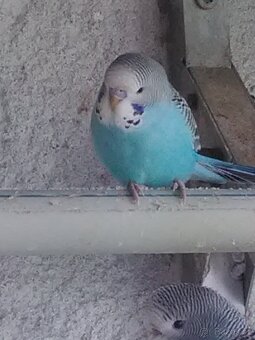 ANDULKA VLNKOVANÁ - 10