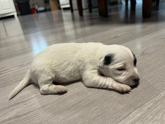 JACK RUSSEL TERIÉR - 10