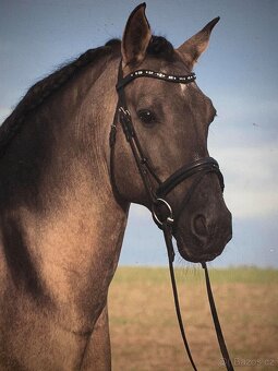 Lusitano klisna 2 letá - 10