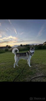 Sibiřský husky (bez PP) - 10