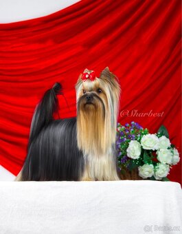 Jorkšírsky teriér s PP FCI, fenečka - 10