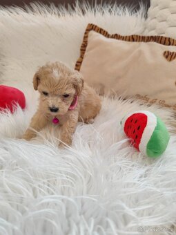 Maltipoo - 10