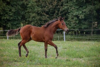 Quarter horse roční kobylka 5/2024, 6 panel N/N - 10
