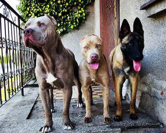 Americký pitbulterier pitbul pitbull silver lilac rare spp - 10